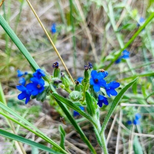 Anchusa officinalis Flower