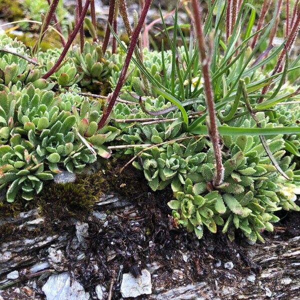 Saxifraga paniculata 葉