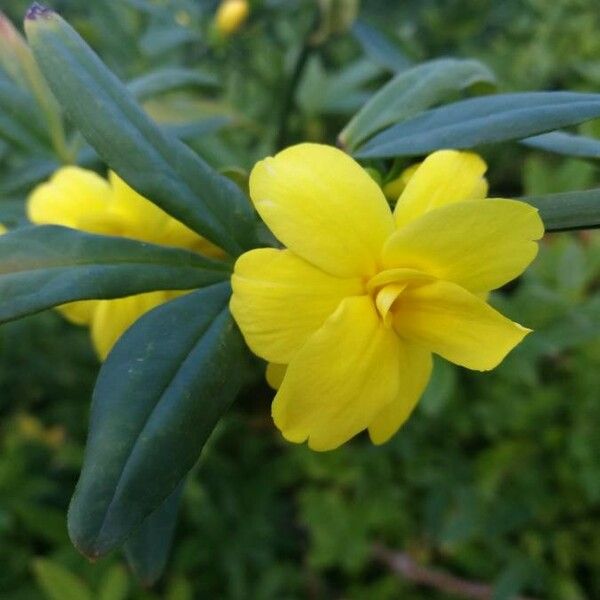 Jasminum mesnyi Blomma