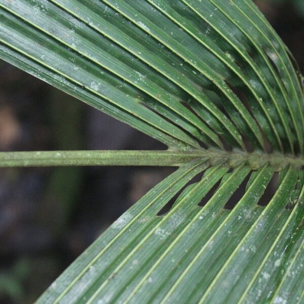 Reinhardtia latisecta Frucht