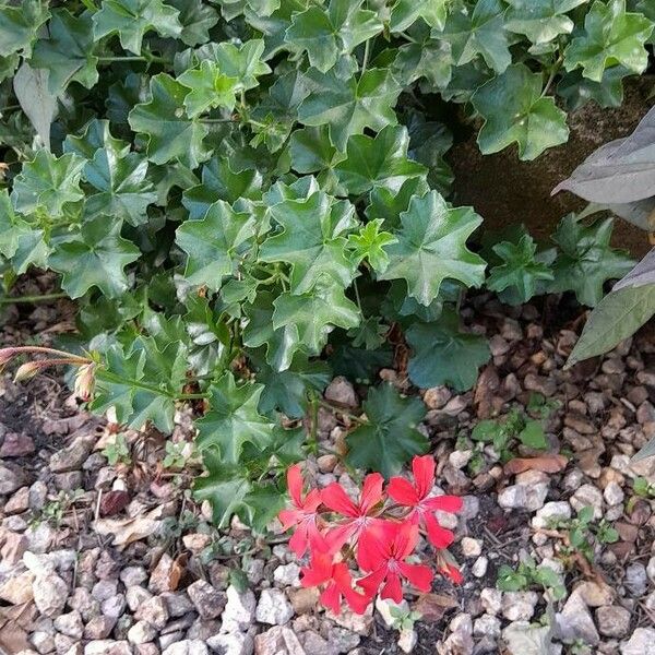 Pelargonium peltatum Hábito