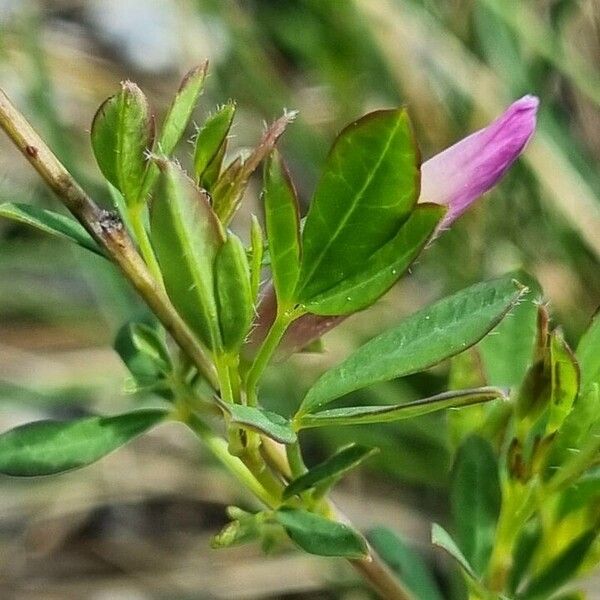 Chamaecytisus purpureus Лист