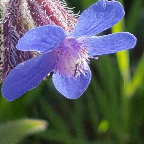 Anchusa azurea Cvet