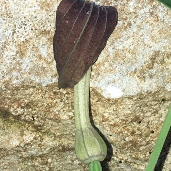 Aristolochia rotunda Çiçek