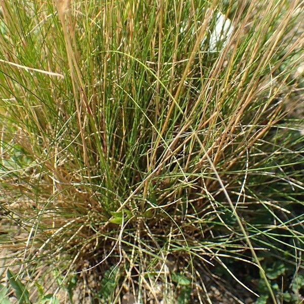 Festuca filiformis Hàbitat