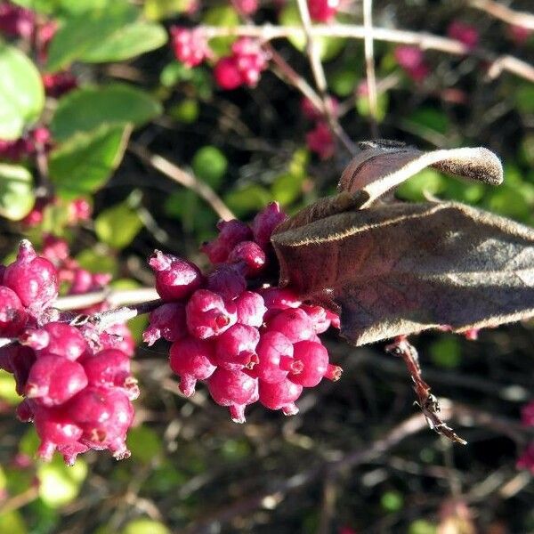 Symphoricarpos orbiculatus ফল