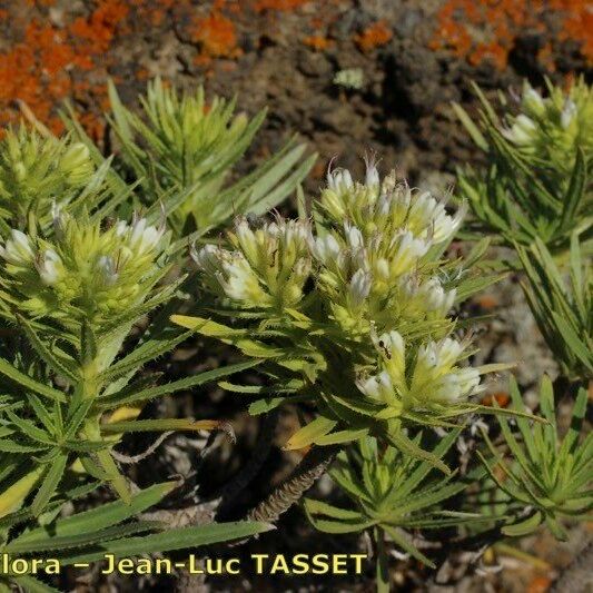 Echium aculeatum Λουλούδι