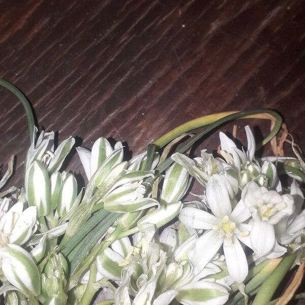 Ornithogalum baeticum Кветка