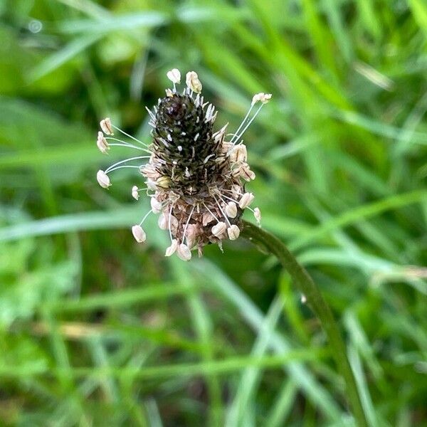 Plantago lanceolata Цветок