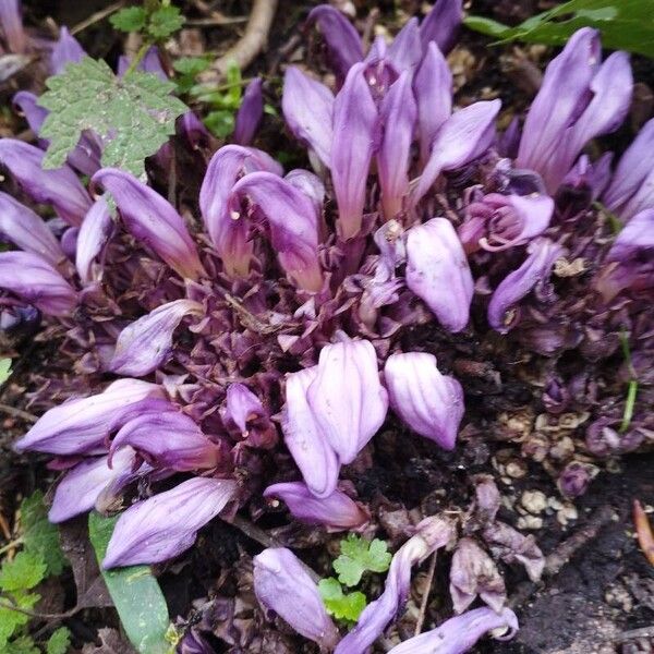 Lathraea clandestina Flower