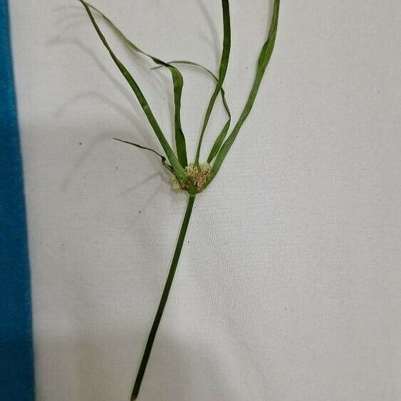 Cyperus luzulae Levél