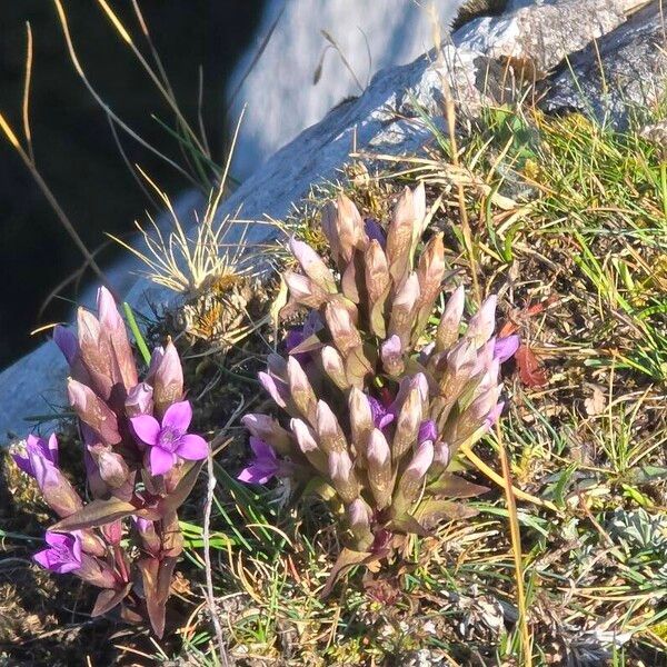 Gentianella campestris ফুল