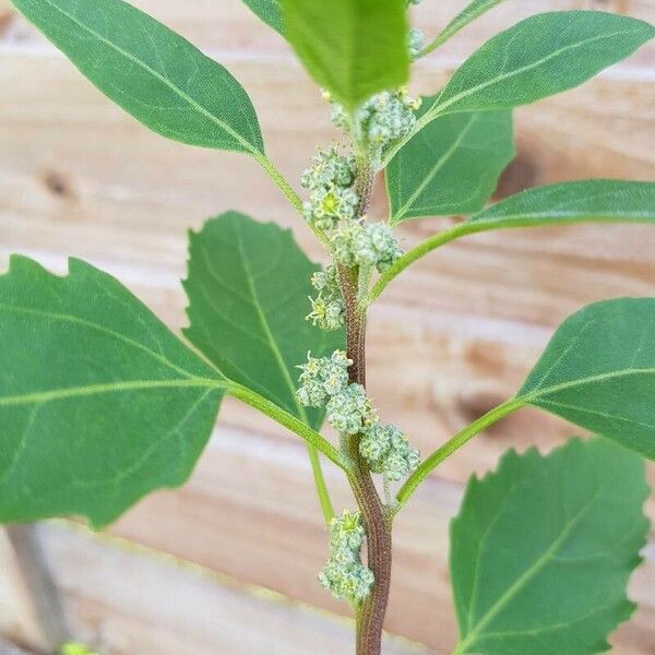 Chenopodium berlandieri Çiçek