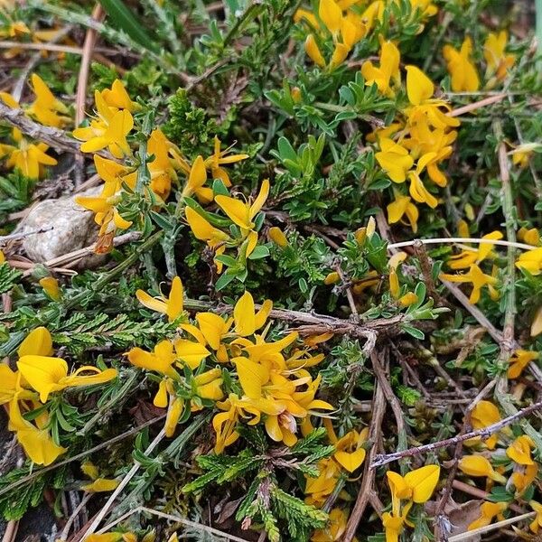 Genista pilosa Flower