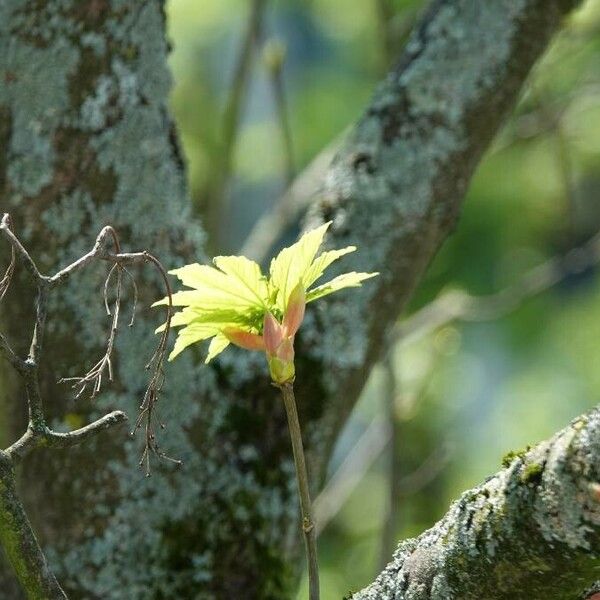 Acer macrophyllum Lapas