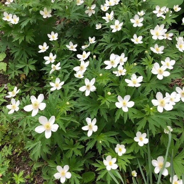 Anemone canadensis Çiçek