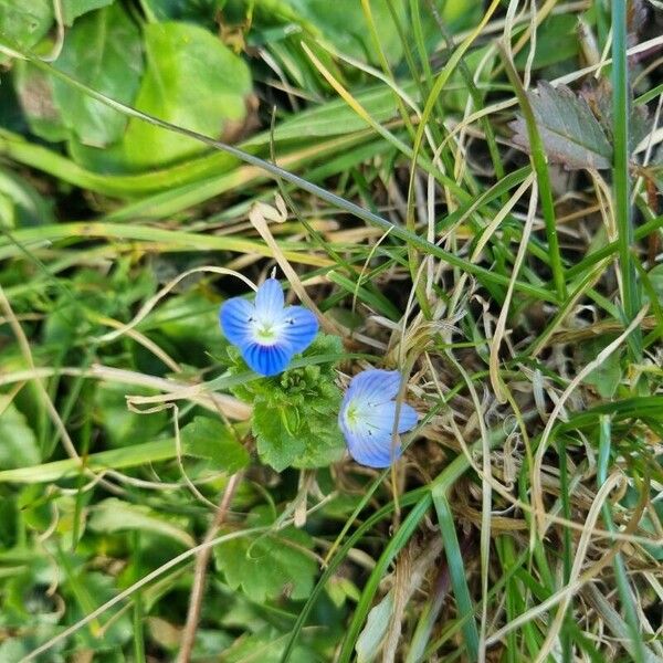 Veronica polita Flower