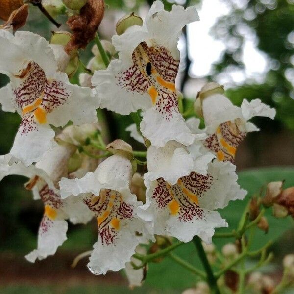 Catalpa bignonioides Blodyn