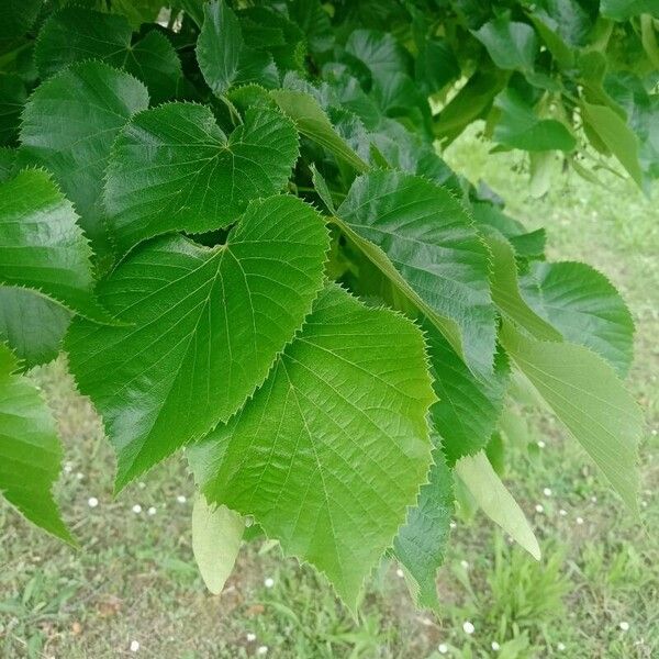 Tilia americana 葉