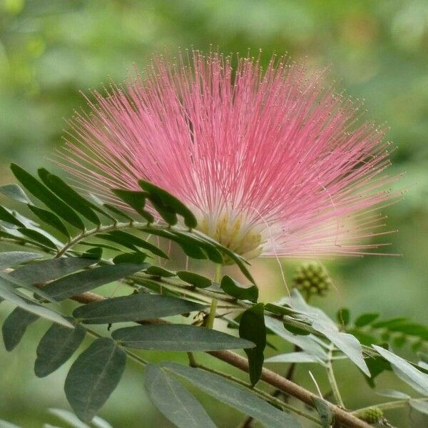 Calliandra surinamensis फूल