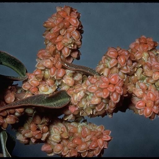 Rumex salicifolius Frugt