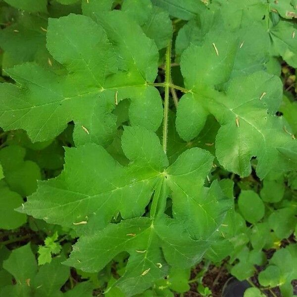 Heracleum sphondylium पत्ता