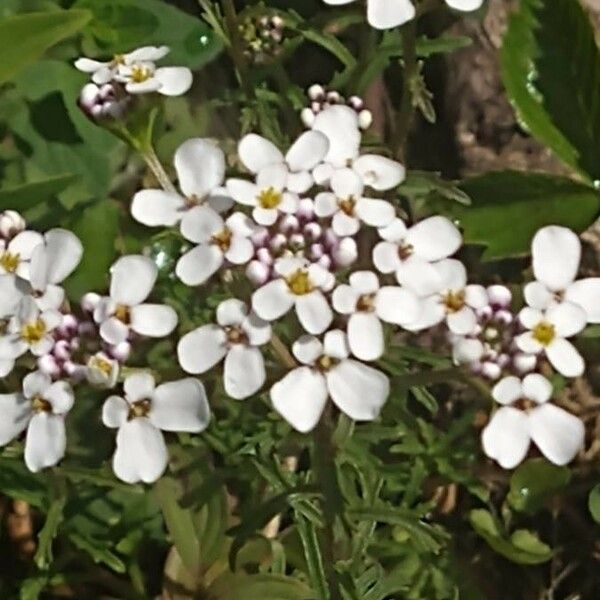 Iberis amara Flower