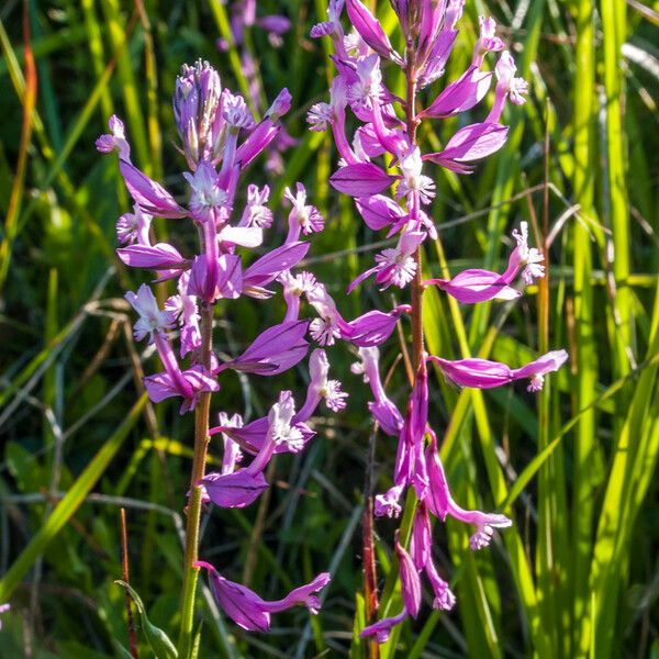 Polygala major Flower