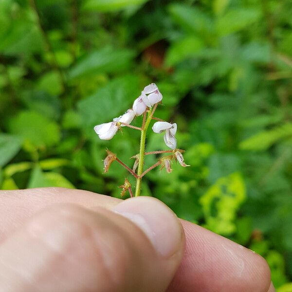 Grona adscendens Blüte