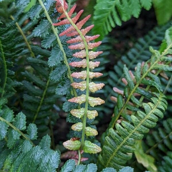 Blechnum maximum List