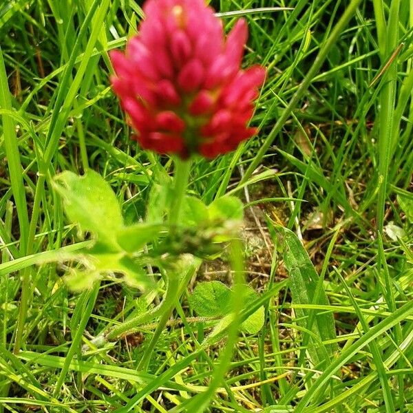 Trifolium incarnatum Květ