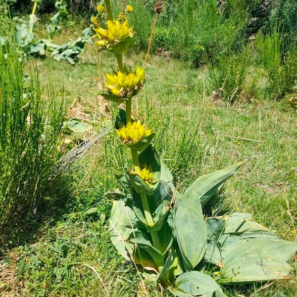 Gentiana lutea Flor