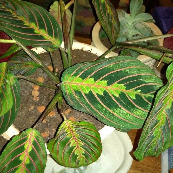 Maranta leuconeura Ліст