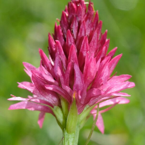 Gymnadenia corneliana Blüte