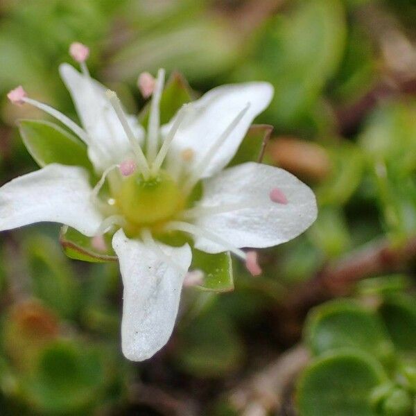 Arenaria biflora Flower