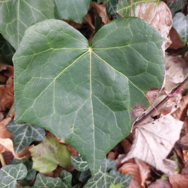 Hedera canariensis 葉