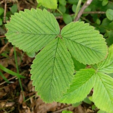 Fragaria moschata Leaf
