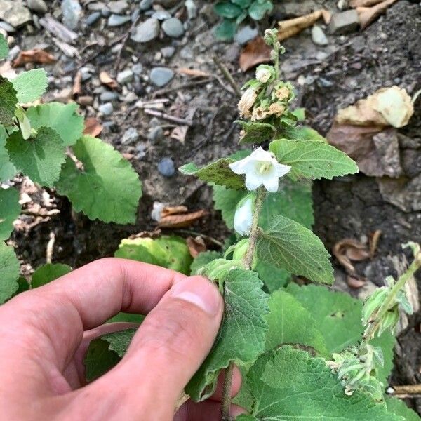 Campanula alliariifolia Kukka