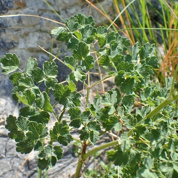 Thalictrum minus Habitat