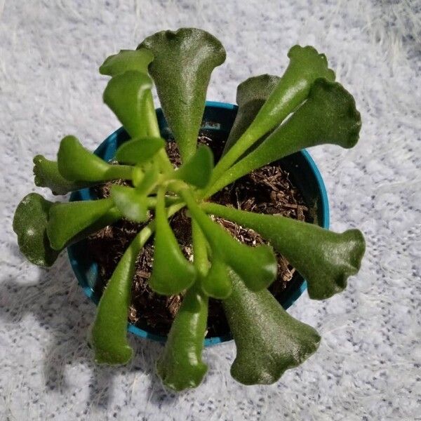 Adromischus cristatus 叶