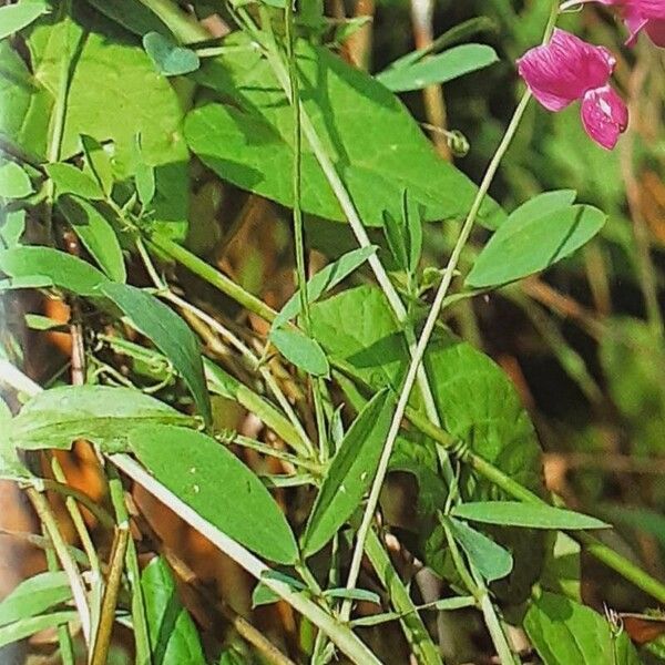 Lathyrus tuberosus Агульны выгляд