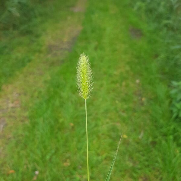 Setaria viridis Flor