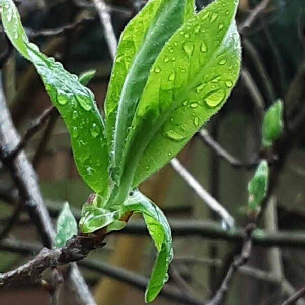 Mespilus germanica 葉