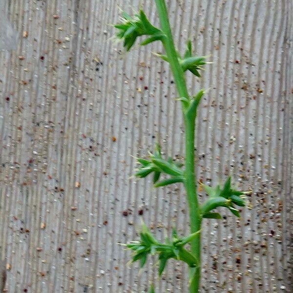 Salsola tragus Лист