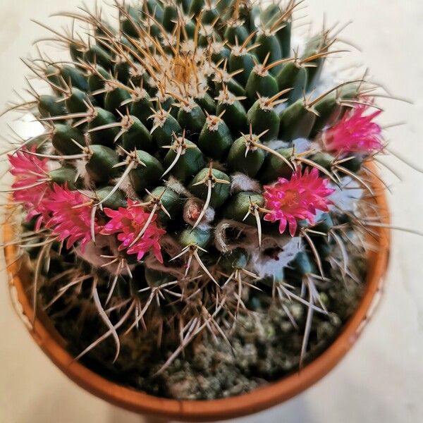 Mammillaria magnimamma Leaf