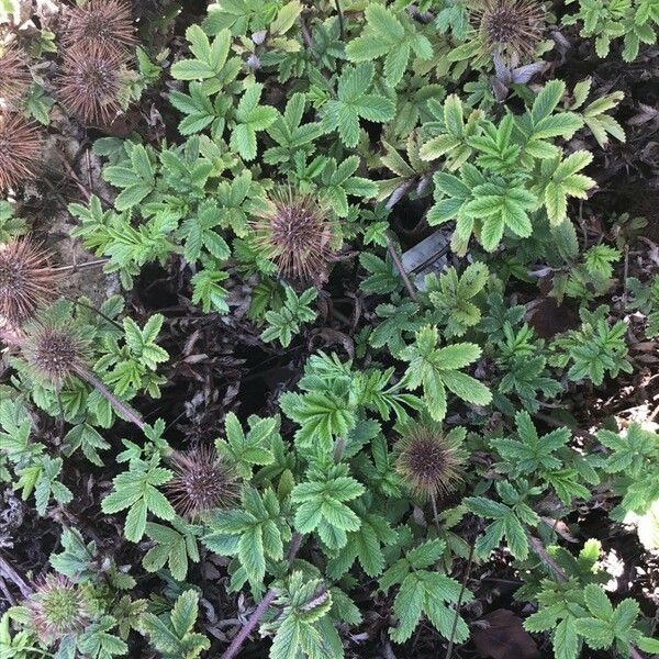 Acaena magellanica Leaf