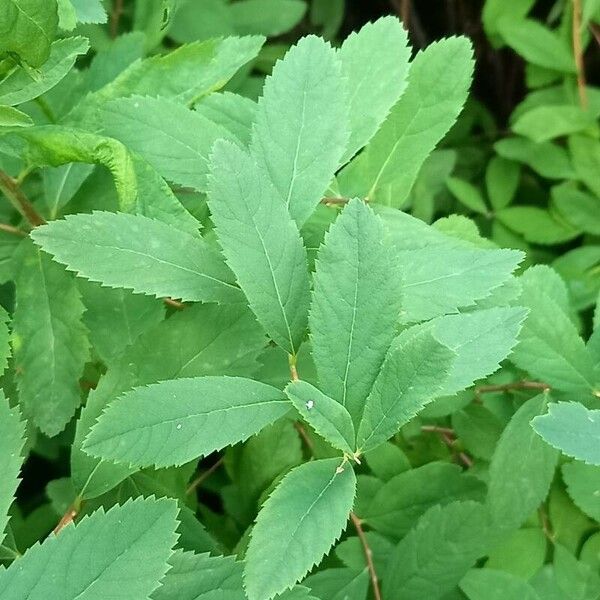 Spiraea douglasii Leaf