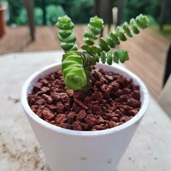 Crassula rupestris Blatt