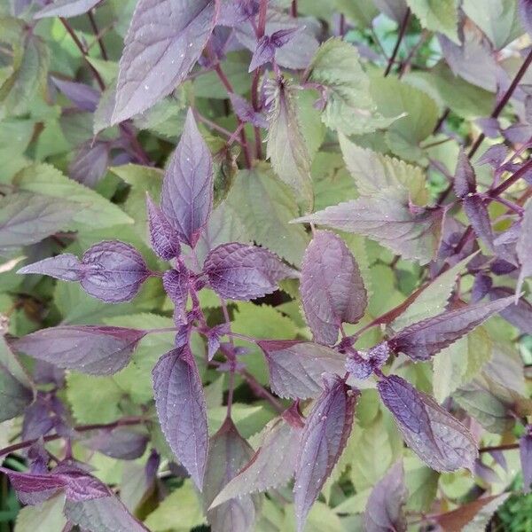 Ageratina altissima Leaf