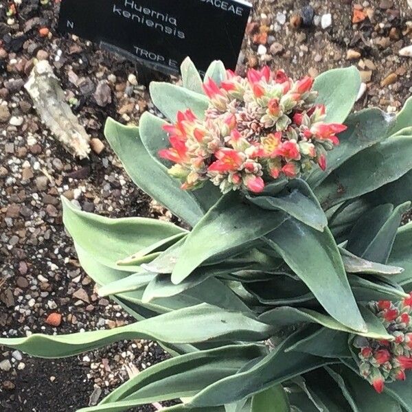 Crassula perfoliata Feuille